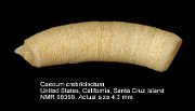 Caecum crebricinctum